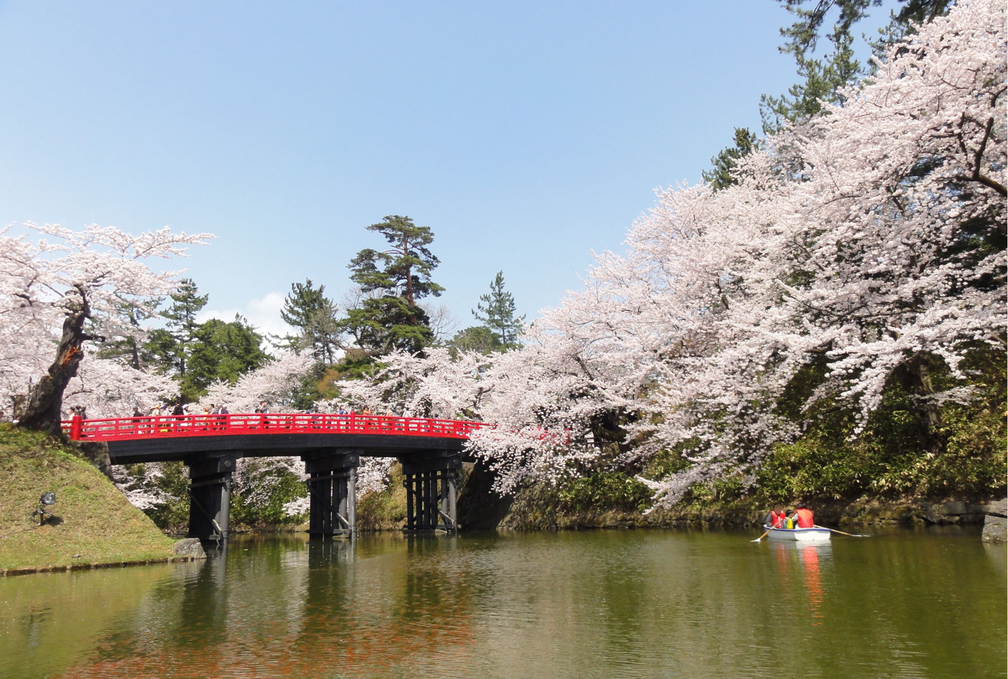 ぜひ一度、たくさんの桜を見に行ってみてね